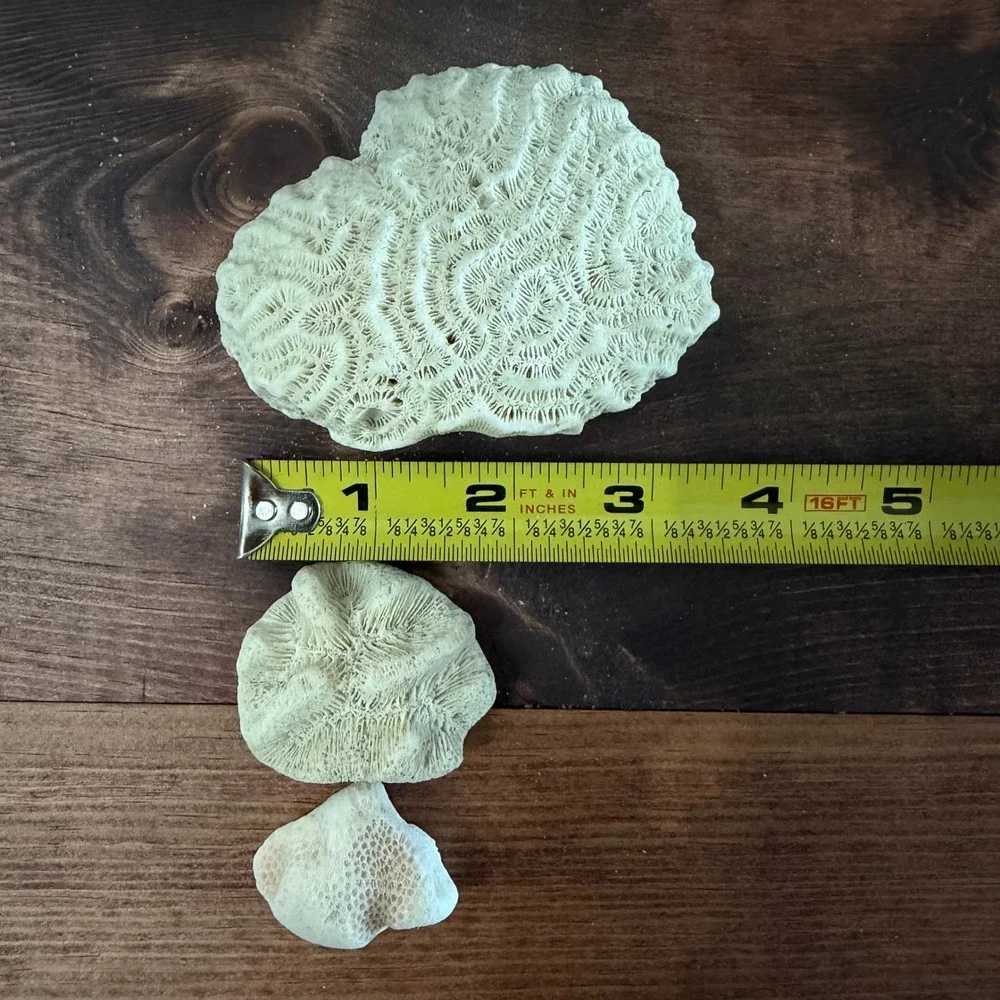 Natural White Brain and Star Coral Fossil Specimen Set 3 Pieces Coastal Decor